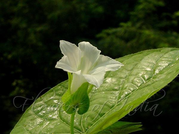 ipomoea-biflora-chinese-morning-glory